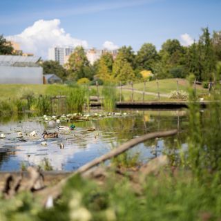 Botanická zahrada hl.m. Prahy - Louka u rašeliniště v severní části venkovních expozic