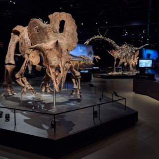 POP Airport - Dinosauria