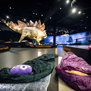 POP Airport - Dinosauria
