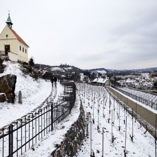 Botanická zahrada hl.m. Prahy - Vinice svaté Kláry