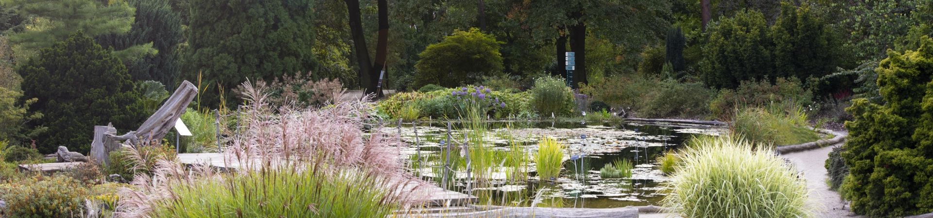 Botanická zahrada hl.m. Prahy - Louka u rašeliniště v severní části venkovních expozic