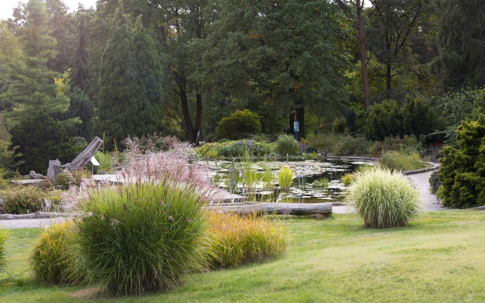 Botanická zahrada hl.m. Prahy - Louka u rašeliniště v severní části venkovních expozic