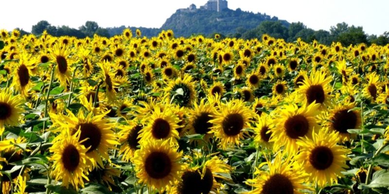 East Bohemia Convention Bureau