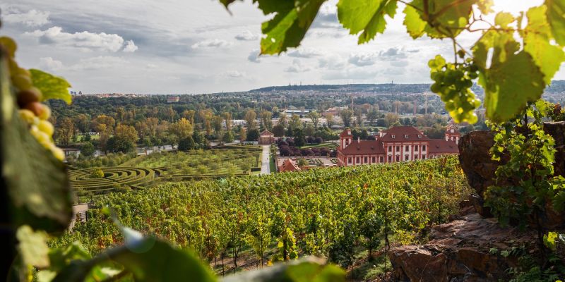 Botanická zahrada hl.m. Prahy - Vinice svaté Kláry