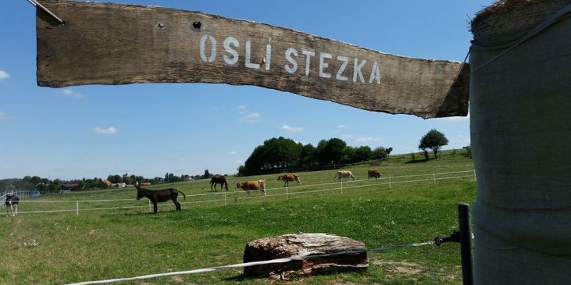 Využijte své motivační schopnosti jako (oslo)vůdce