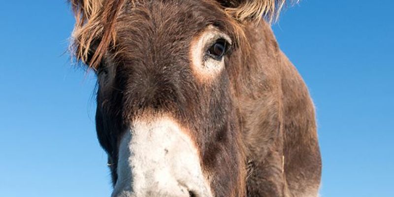 Využijte své motivační schopnosti jako (oslo)vůdce