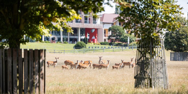 Resort K-Triumf, Velichovky