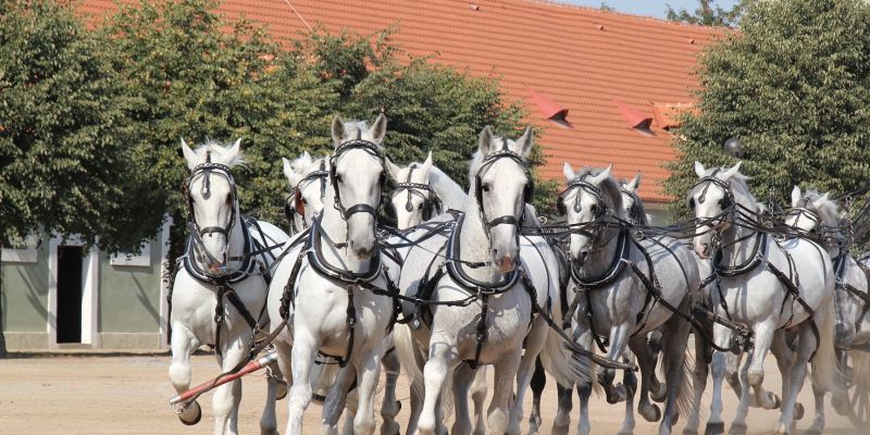 East Bohemia Convention Bureau