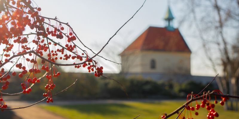 Botanická zahrada hl.m. Prahy - Vinice svaté Kláry