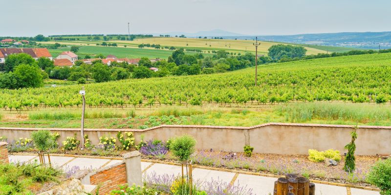 Apartmány a vinařství BUCHTOVÍN