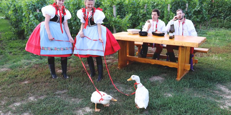 Vinařství San Marco