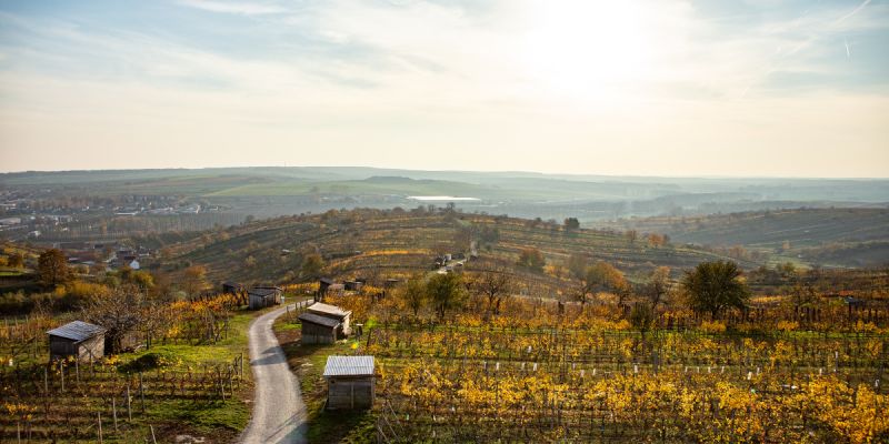 Vinařství San Marco