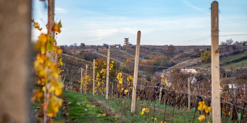 Vinařství San Marco