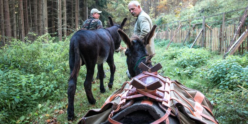 Využijte své motivační schopnosti jako (oslo)vůdce