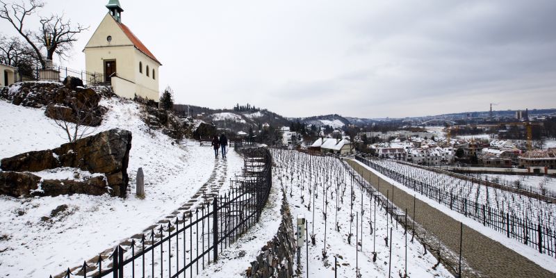 Botanická zahrada hl.m. Prahy - Vinice svaté Kláry